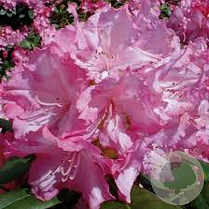 Rhododendron (Y) 'Blurettia' 90 cm stam 7,5L