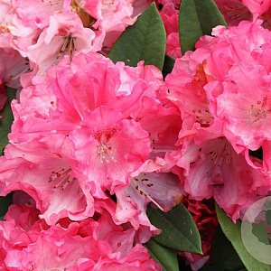 Rhododendron (Y) 'Tina Heinje' 90 cm stam 7,5L