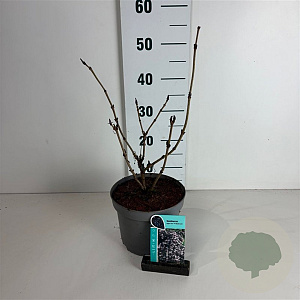 Sambucus nigra Black Lace 40-50 cm 35L