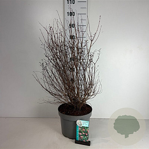 Symphoricarpos d. 'Mother of Pearl' 50-60 cm 10L