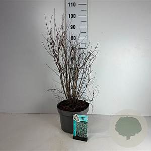 Symphoricarpos d. 'White Hedge' 50-60 cm 10L