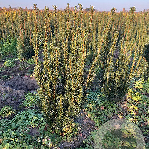 Taxus media 'Hillii' 40-60 cm met kluit