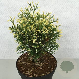 Thuja occidentalis 'Heartland Snow' 25-30 cm 3,0L