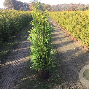 Thuja occ. 'Brabant' 120-140 cm met kluit