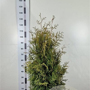 Thuja occ. 'Brabant' 120-140 cm met kluit