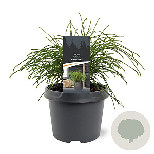 Thuja pl. 'Whipcord' 20-25 cm 3,0L