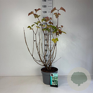 Viburnum opulus 60-80 cm 10L