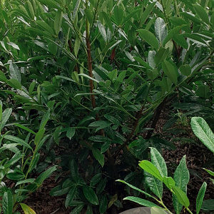 Prunus l. 'Caucasica' 60-80 cm met kluit struik