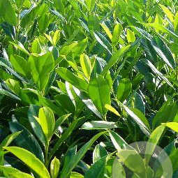 Prunus l. 'Caucasica' 60-80 cm met kluit struik