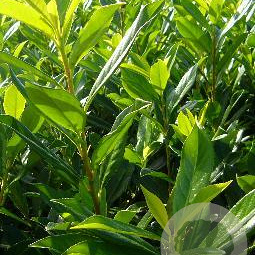 Prunus l. 'Caucasica' 60-80 cm met kluit struik