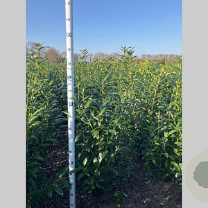 Prunus l. 'Caucasica' 100-120 cm met kluit