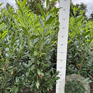 Prunus l. 'Caucasica' 100-120 cm met kluit
