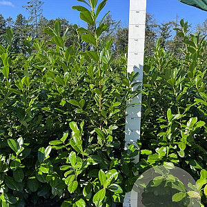 Prunus l. 'Novita' 120-140 cm met kluit