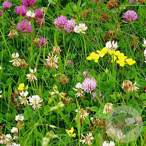 bloemengazonmengsel MG-1 per gram