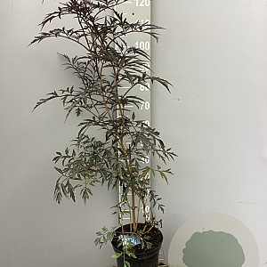 Sambucus nigra Black Lace 60-80 cm 7,5L