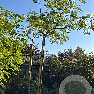 Albizia julibrissin 8-10 HO container