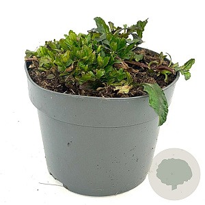 Ajuga reptans GM 2,0L