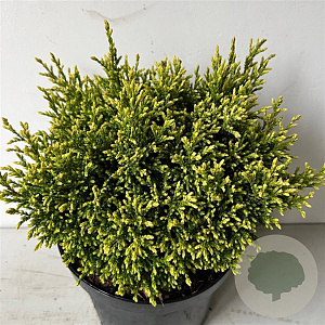 Chamaecyparis p. 'Sp. Cannonball' 20-25 cm 3,0L