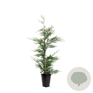 Cupressocyparis leylandii 80-100 cm 4,0L