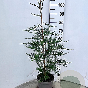 Cupressocyparis leylandii 80-100 cm 4,0L