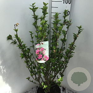 Hibiscus syr. Magenta Chiffon 80-100 cm 10L