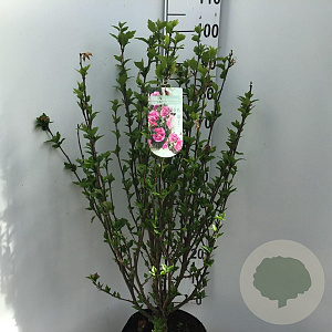 Hibiscus syr. Magenta Chiffon 80-100 cm 10L