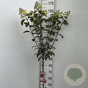 Hydrangea pan. Vanille-Fraise 90 cm stam 7,5L