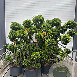 Ilex crenata 'Maxima' 125-150 cm 35L bonsai