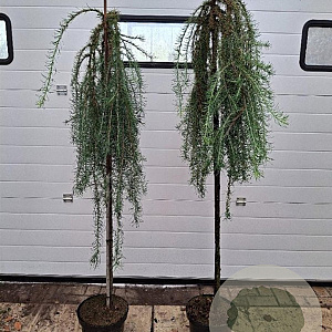 Larix kaempf. 'Stiff Weeper' 150 cm stam 10L