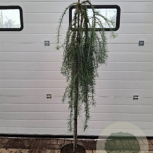 Larix kaempf. 'Stiff Weeper' 150 cm stam 10L