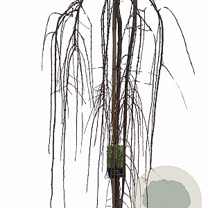 Larix kaempf. 'Stiff Weeper' 150 cm stam 10L