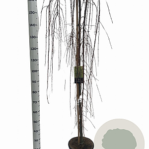 Larix kaempf. 'Stiff Weeper' 150 cm stam 10L