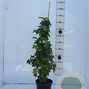 Liquidambar styraciflua 80-100 cm 5,0L