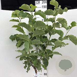 Magnolia 'Galaxy' 120 cm stam 10L