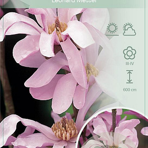 Magnolia loebneri 'Leonard Messel' 100-125 cm 15L