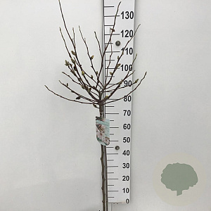 Magnolia stellata 90 cm stam 7,5L