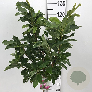 Magnolia 'Susan' 60 cm stam 7,5L