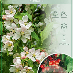 Malus 'Fontana' 120 cm stam 10L