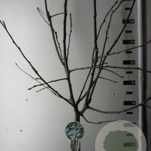 Malus 'Red Sentinel' 120 cm stam 10L