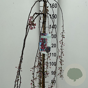 Malus 'Royal Beauty' 150 cm stam 10L