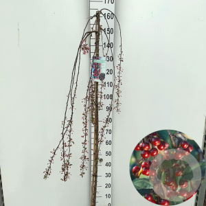 Malus 'Royal Beauty' 150 cm stam 10L