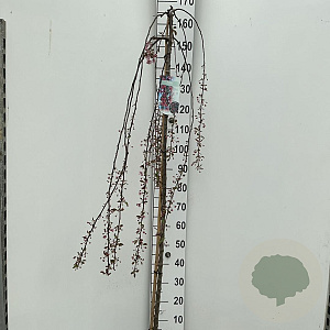 Malus 'Royal Beauty' 150 cm stam 10L