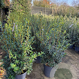 Osmanthus burkwoodii 50-60 cm 10L