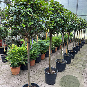 Photinia fraseri 'Red Robin' 90 cm stam 7L 40-50