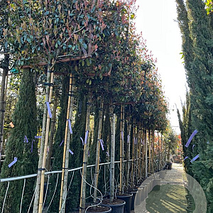 Photinia fraseri 'Red Robin' 12-14 HO container 180 cm stam lei 150x150