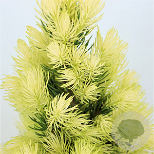 Picea gl. 'Daisy's White' 30-40 cm 3,0L