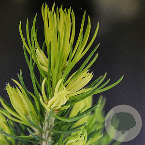 Picea gl. 'Daisy's White' 30-40 cm 3,0L