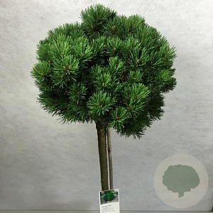 Pinus mugo 'Lilliput' 60 cm stam 7,5L