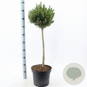 Pinus mugo 'Mops' 60 cm stam 7,5L