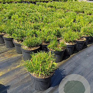 Pinus mugo pumilio 15-20 cm 2,0L